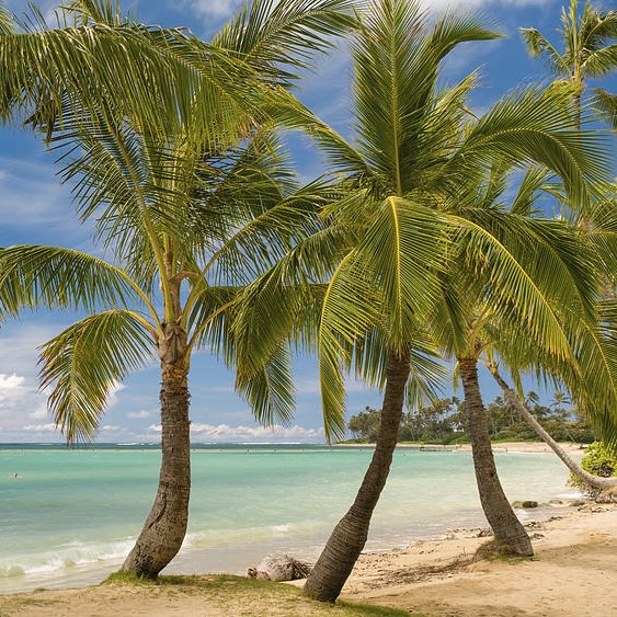 coconut-palms-along-beach-kahala-beach-david-l-moore